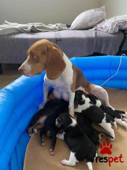 Ράτσα: Μπίγκλ - Beagle | Ηλικία: 2,5 μηνών | Φύλο: Αρσενικό | Αρ. Microchip: 985113389875955 | Ιδιώτης | Εκπαιδευμένο | Pedigree | Περιοχή: Αθήνα, Αττική